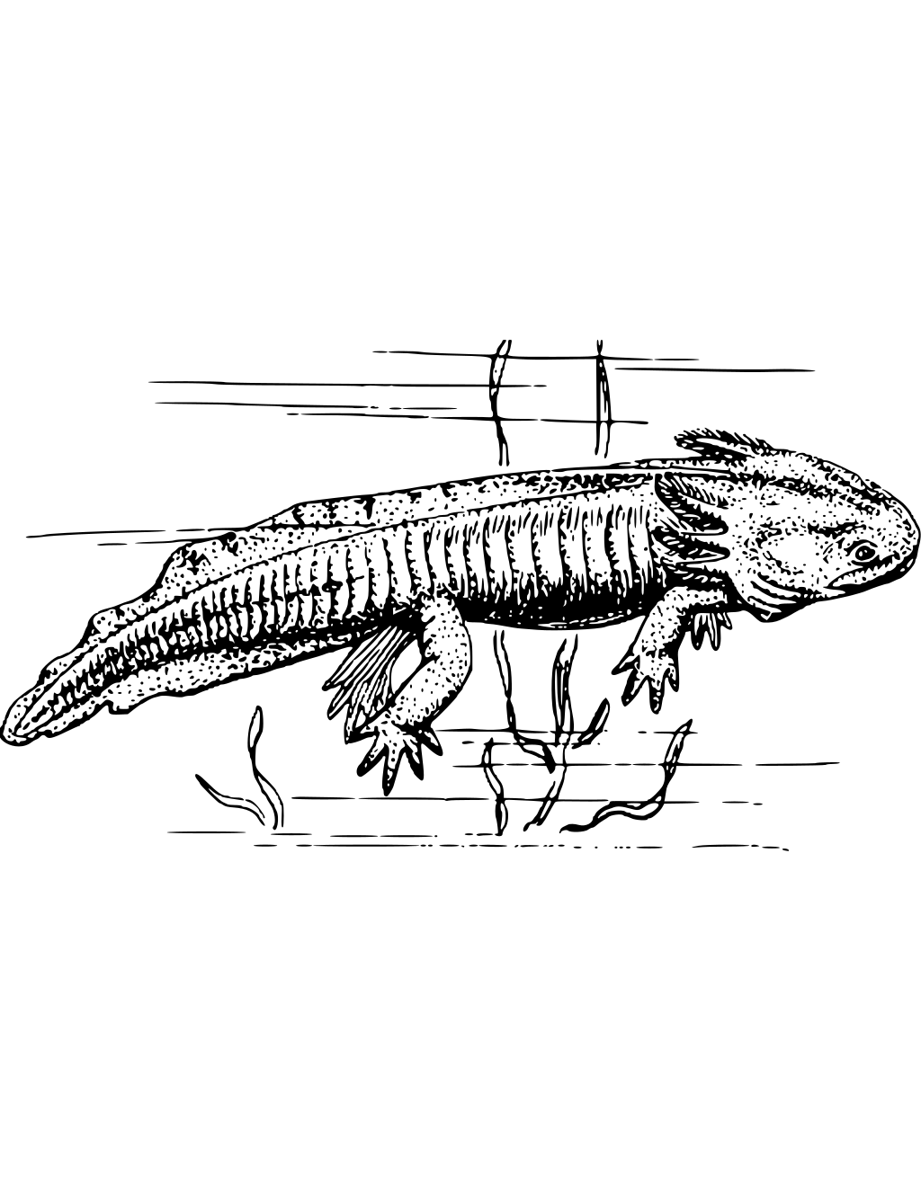 Axolotls coloring page preview