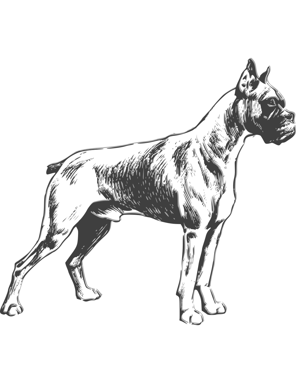 Boxer Dog Vector Drawing printable dogs coloring page