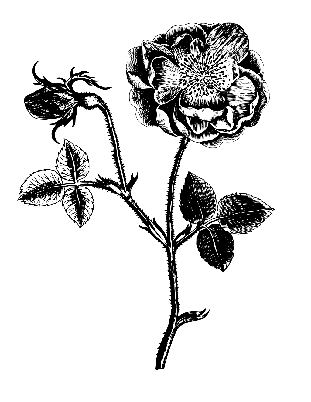 Flowers coloring page preview