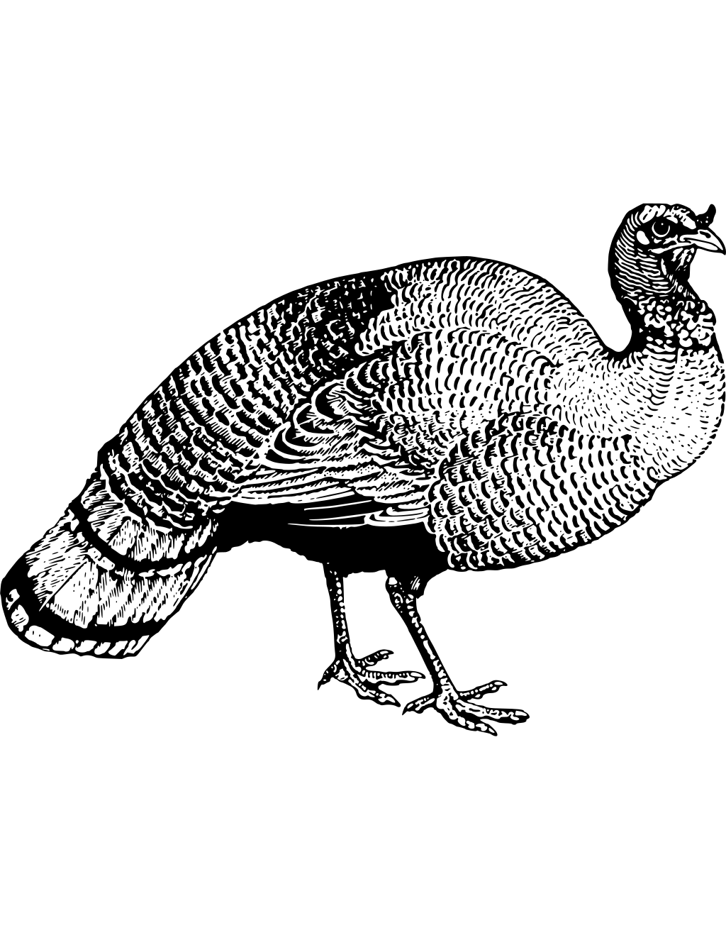 Turkey printable turkey coloring page