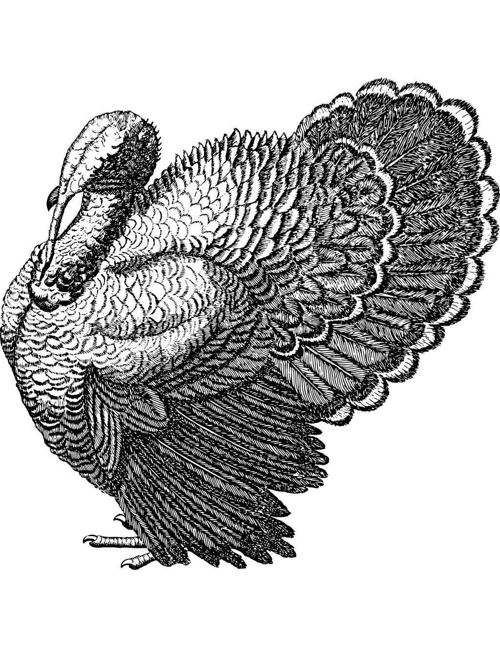 Wild Turkey Line Art printable turkey coloring page